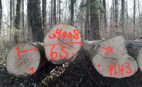 Close-up of heart shape on tree trunk in forest