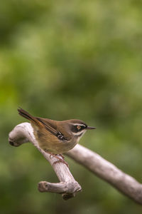 Close-up of bird perching on a plant
