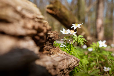 Close-up of white flowering plant