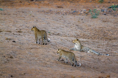 High angle view of leopards on land