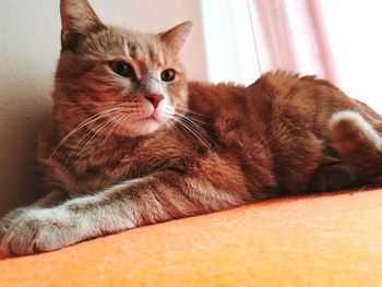 Close-up of a cat lying down