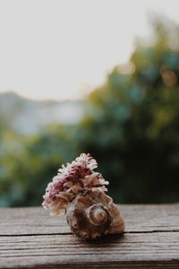 Close-up of flowers and seashell on table