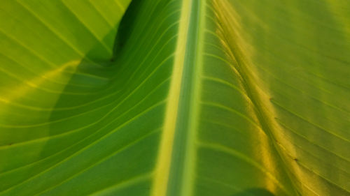 Full frame shot of green leaf