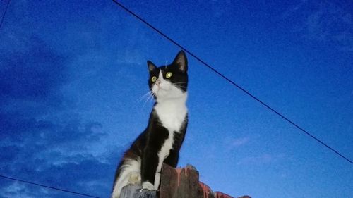 Low angle view of cat sitting against blue sky