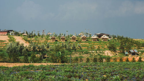 Scenic view of agricultural field against sky