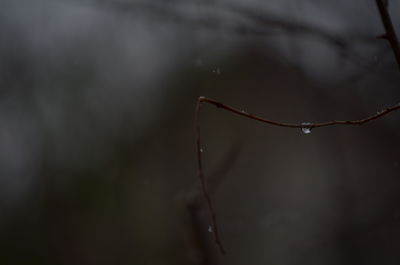 Close-up of wet leaf