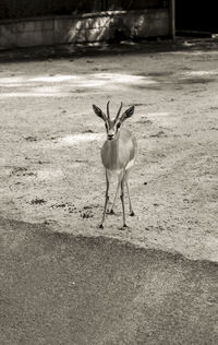 Deer standing in a field