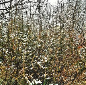 Full frame shot of tree