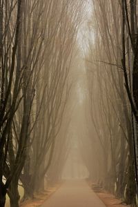 Bare trees in park