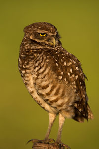 Close-up of a bird