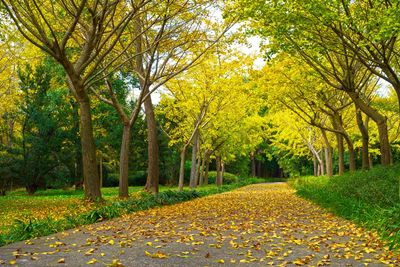 Footpath amidst autumn leaves in park