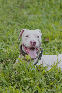 Portrait of a dog on field