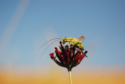 Close-up of insect on flower against sky