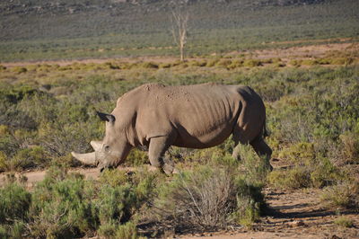 Side view of elephant standing on field