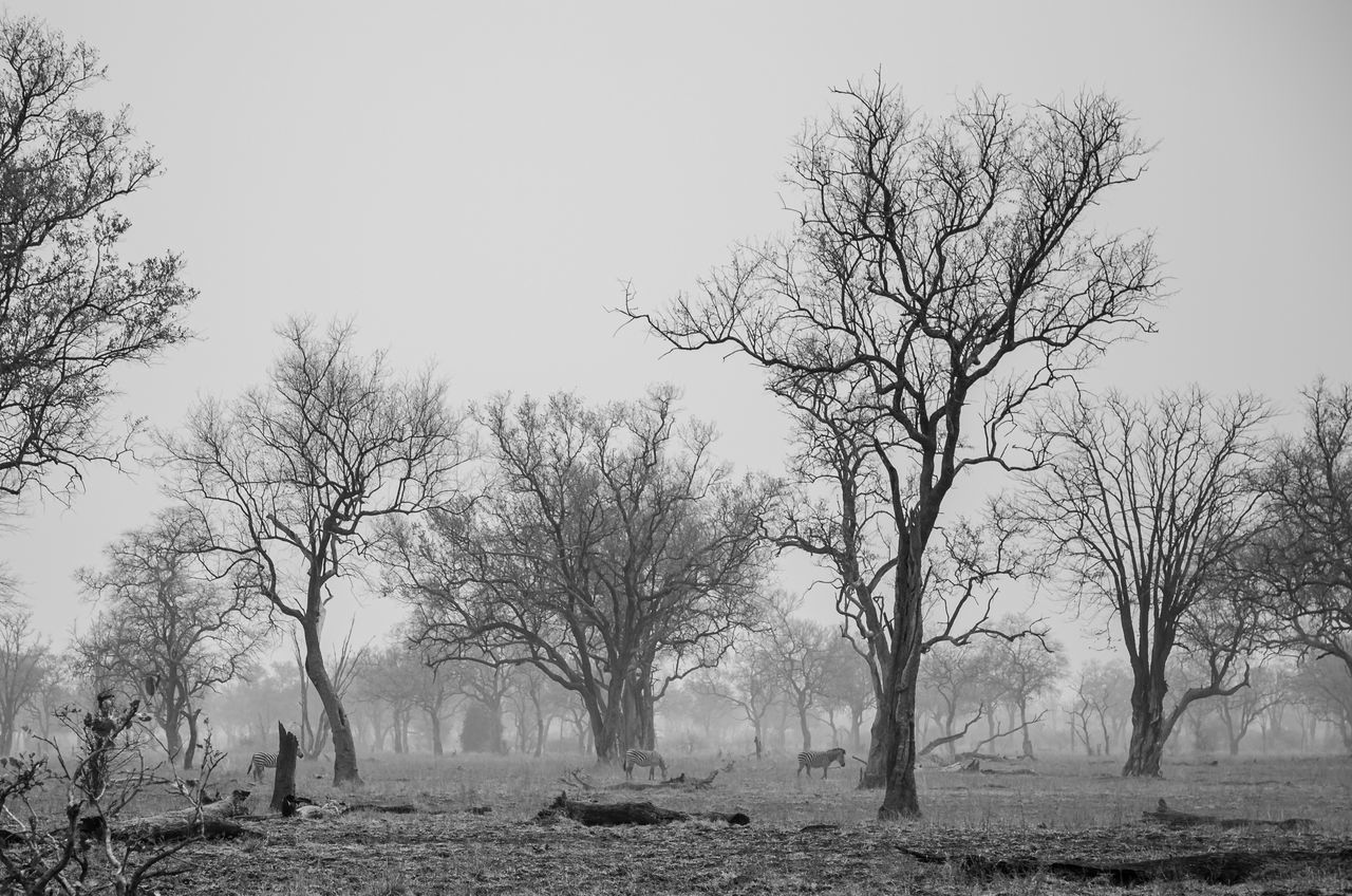 VIEW OF BARE TREES ON FIELD