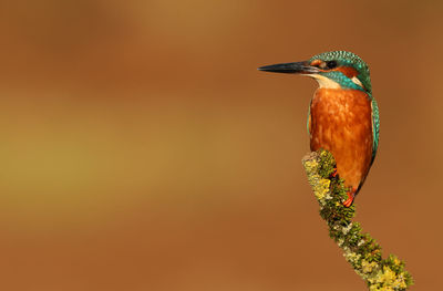 Close-up of bird perching on a branch