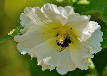 Close-up of bee pollinating on flower