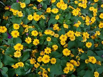 High angle view of yellow flowering plants
