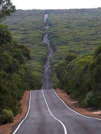 Empty road along trees