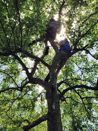 Low angle view of tree in forest