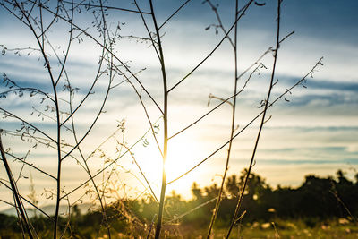 Close-up of silhouette grass on field against sunset sky