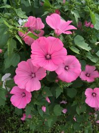 High angle view of pink cosmos blooming outdoors