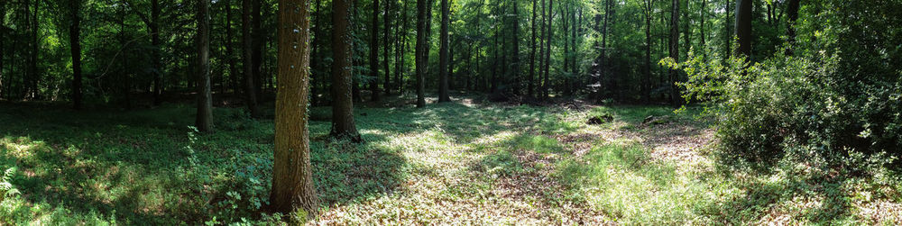 View of trees growing in forest