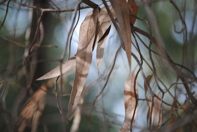 Close-up of dry leaves on branch