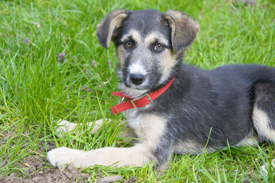 Portrait of dog relaxing on grassy field