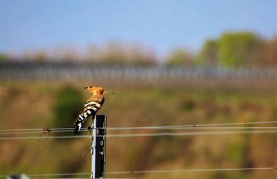 Close-up of bird perching on a fence