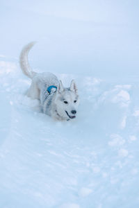 White alaskan husky in snow