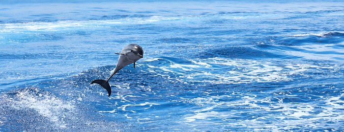 Woman jumping in sea