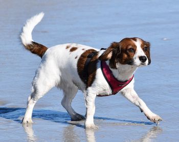 Dog standing on beach