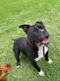 Black dog on field