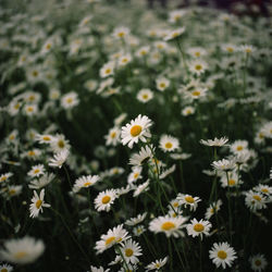 Close-up of white daisy flowers on field