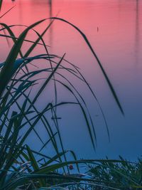 Close-up of plants against lake during sunset