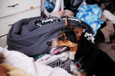 High angle view of dog sitting by basket at home