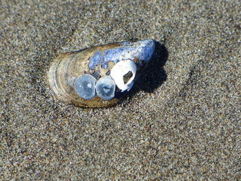 High angle view of seashells