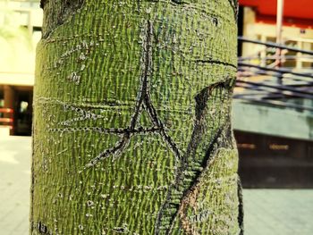 Close-up of tree trunk