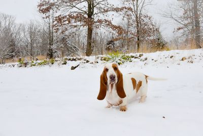 Dog on snow covered field