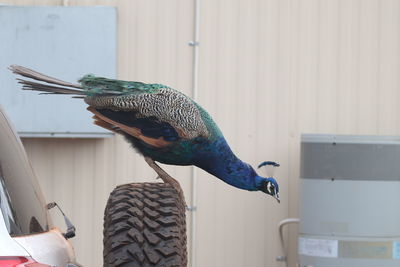 Peacock perching on spare tire of car