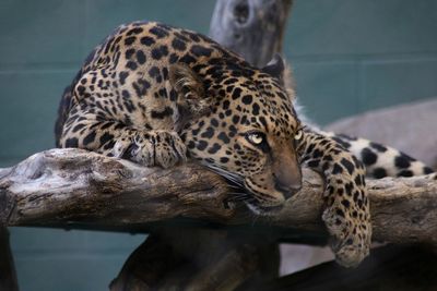 Tiger resting in a zoo