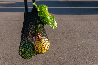 Plant growing in basket on street