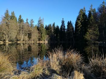 Reflection of trees in lake against clear sky