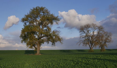 Scenic view of tree against sky in autumn.