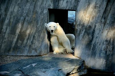 Dog resting on rock against wall at zoo