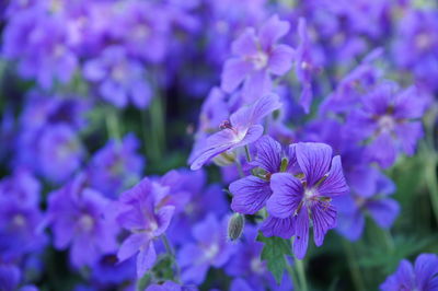 Close-up of purple flowering plants