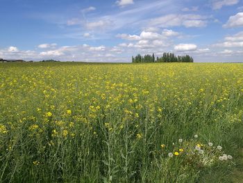 Scenic view of oilseed rape field against sky