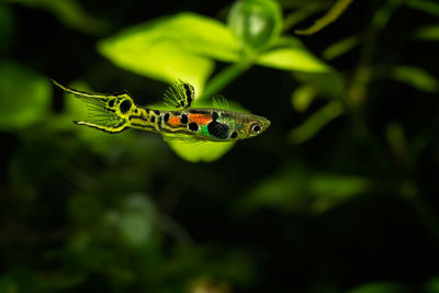 Close-up of guppy swimming in aquarium