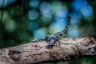 Close-up of insect on tree